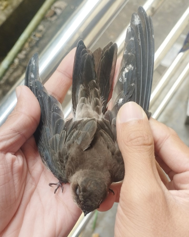 White-nest Swiftlet